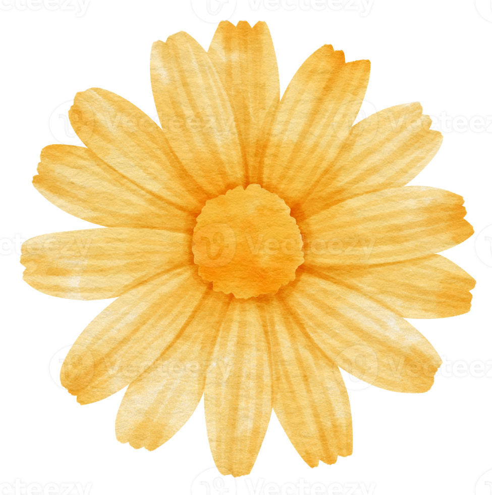 Yellow flower watercolor painted for Decorative Element png