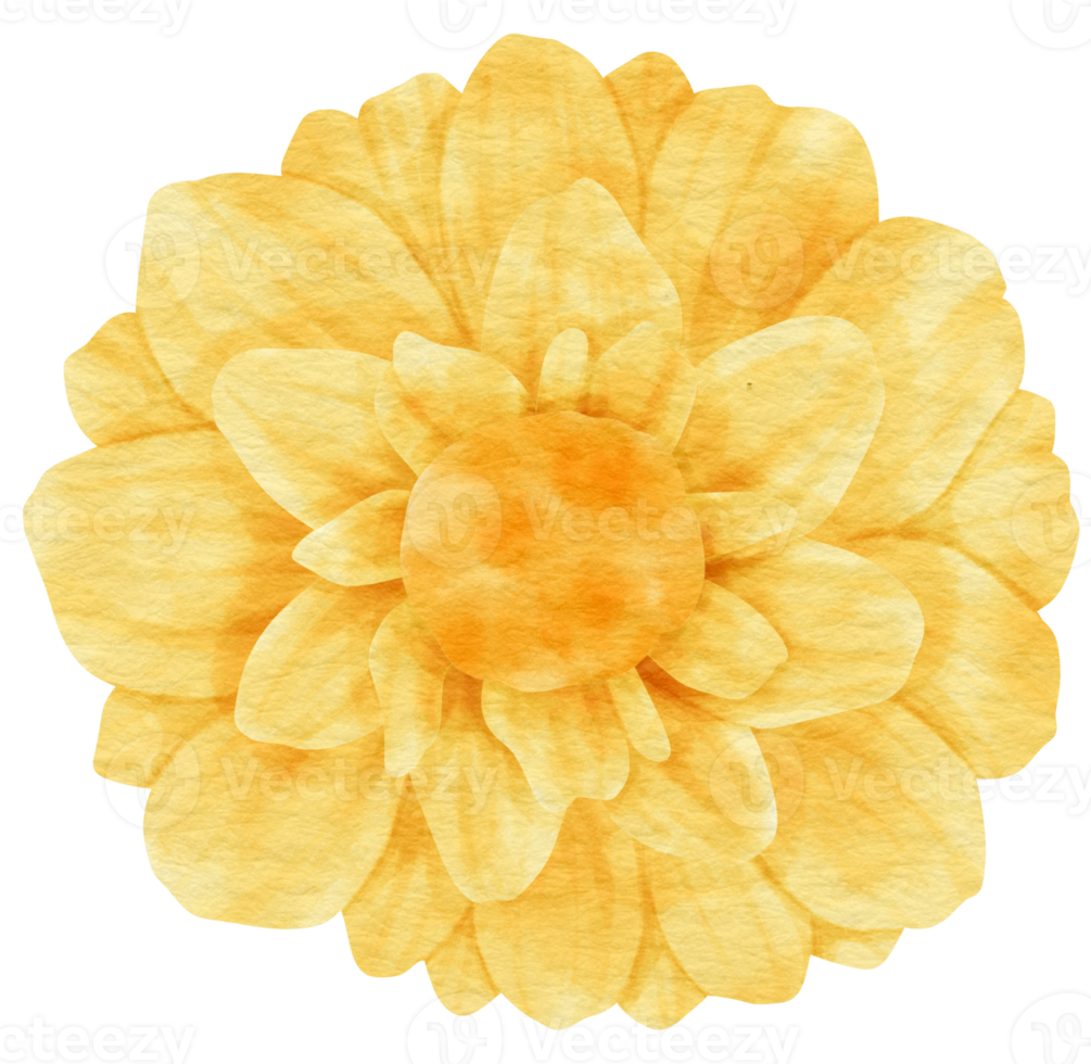 Yellow flower watercolor painted for Decorative Element png