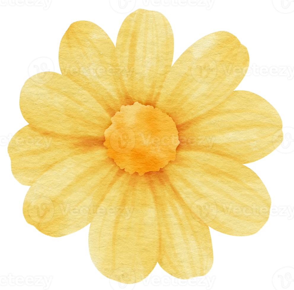 Yellow flower watercolor painted for Decorative Element png