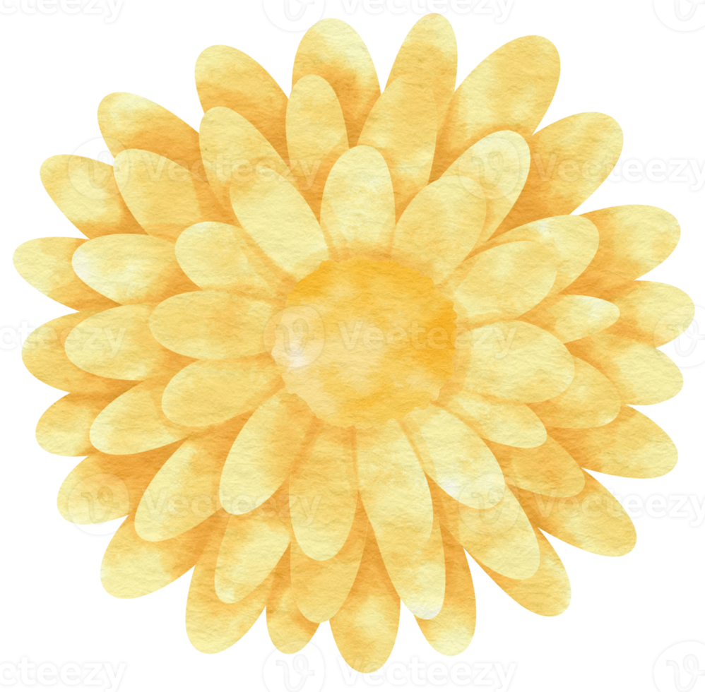 Yellow flower watercolor painted for Decorative Element png