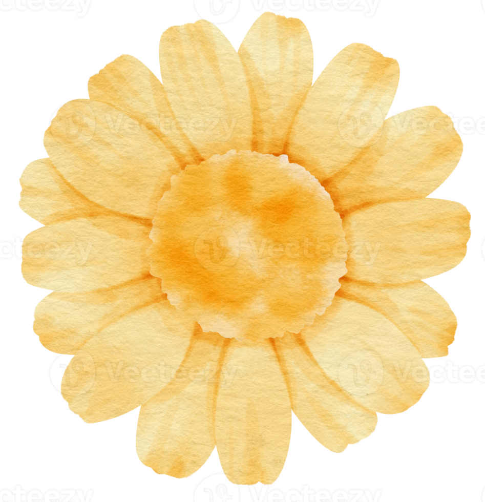 Yellow flower watercolor painted for Decorative Element png