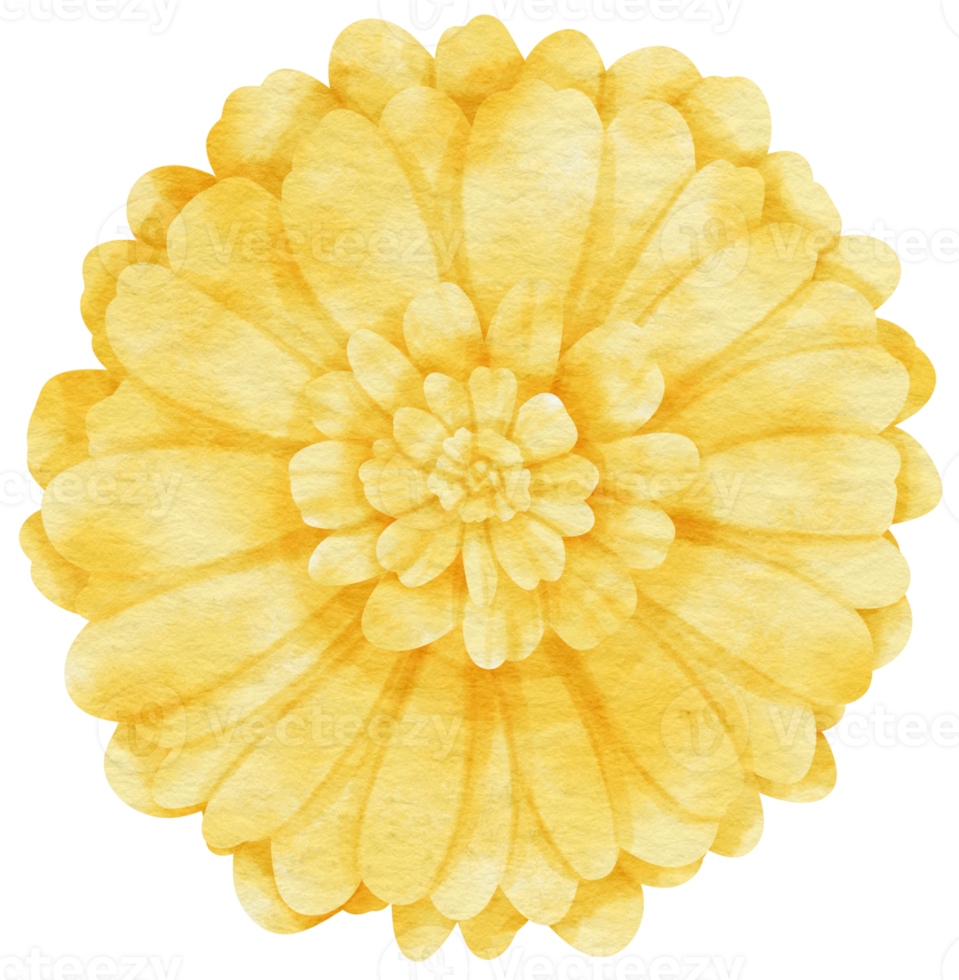 Yellow flower watercolor painted for Decorative Element png