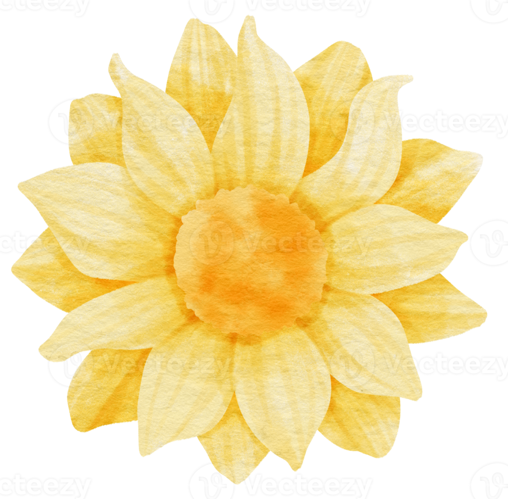 aquarelle fleur jaune peinte pour élément décoratif png