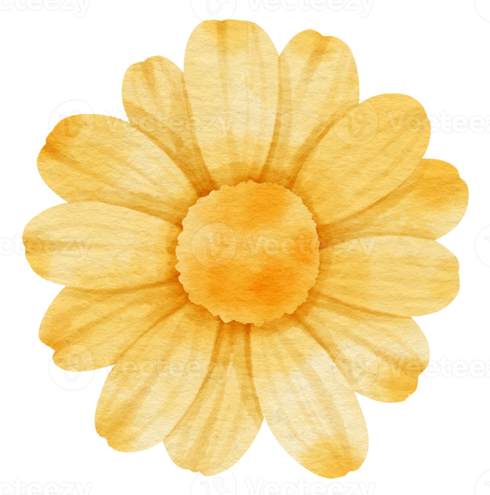 fiore giallo dipinto ad acquerello per elemento decorativo png