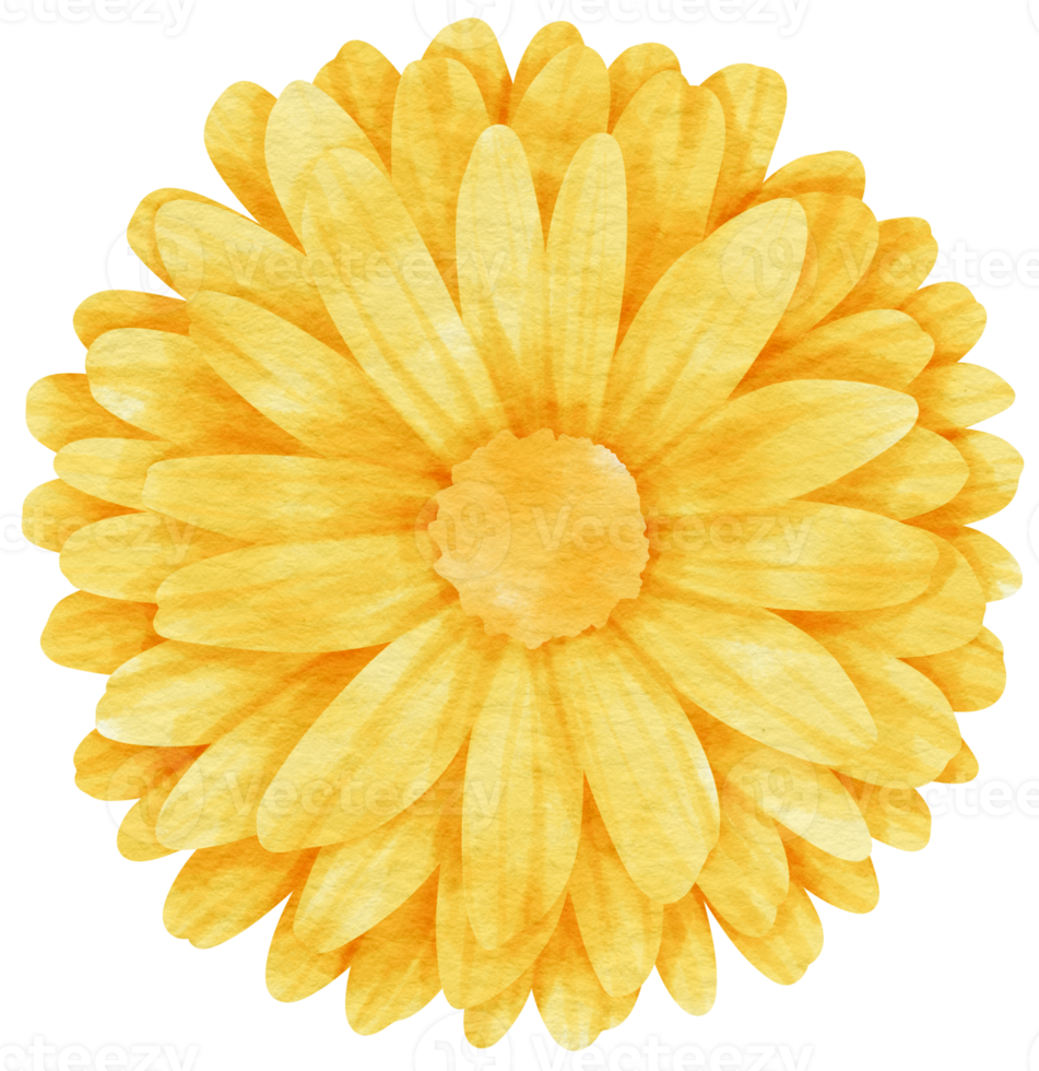 Yellow flower watercolor painted for Decorative Element png