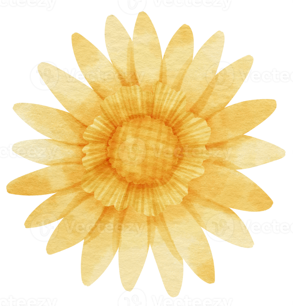 Yellow flower watercolor painted for Decorative Element png