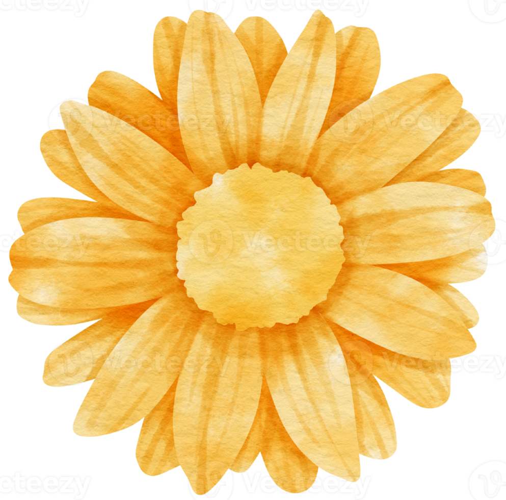 Yellow flower watercolor painted for Decorative Element png