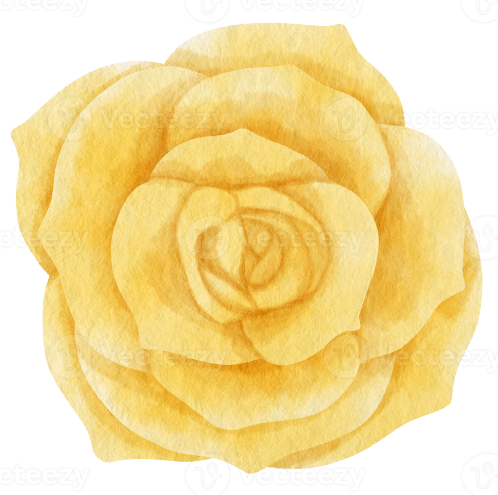 Yellow rose flower watercolor painted for Decorative Element png