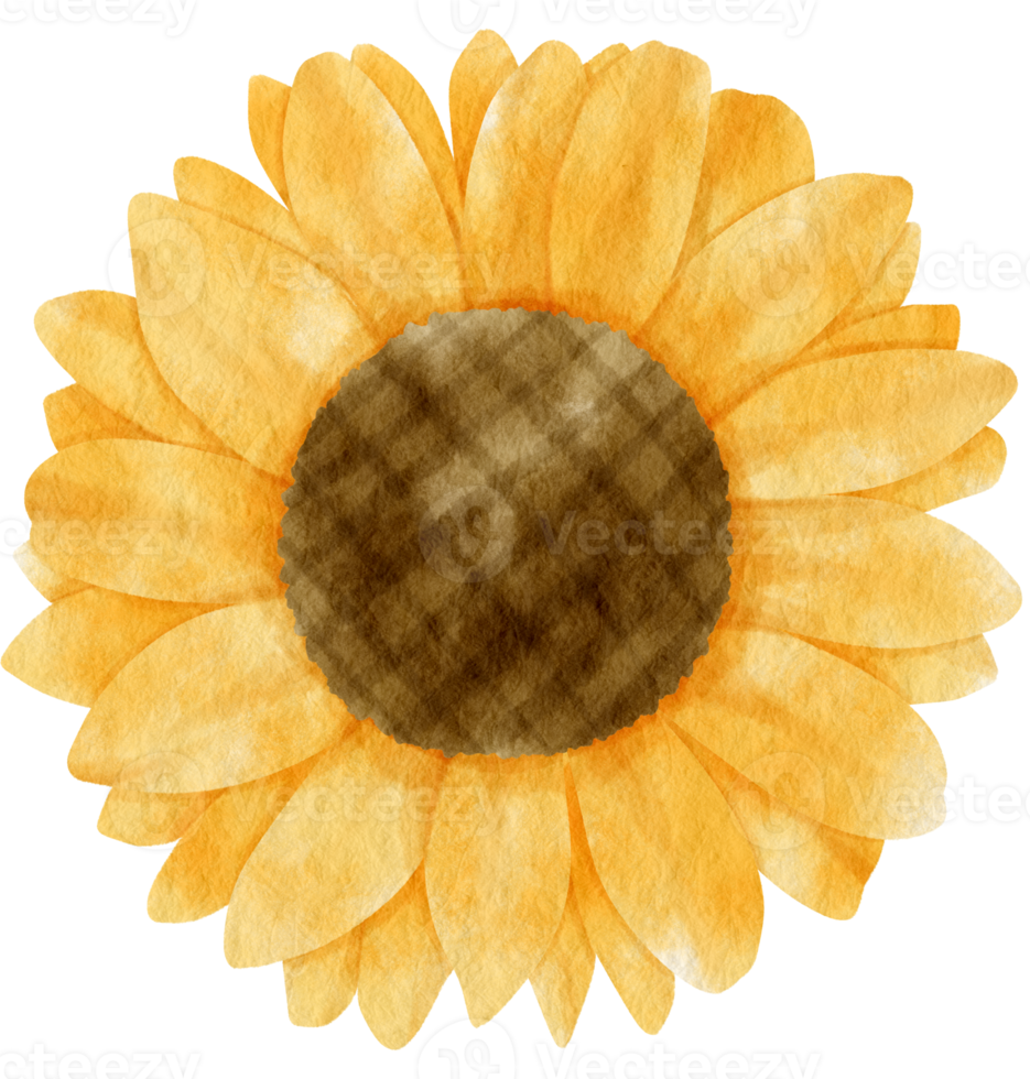Yellow flower watercolor painted for Decorative Element png