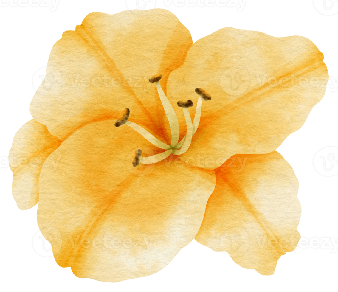 Yellow lily flower watercolor painted for Decorative Element png