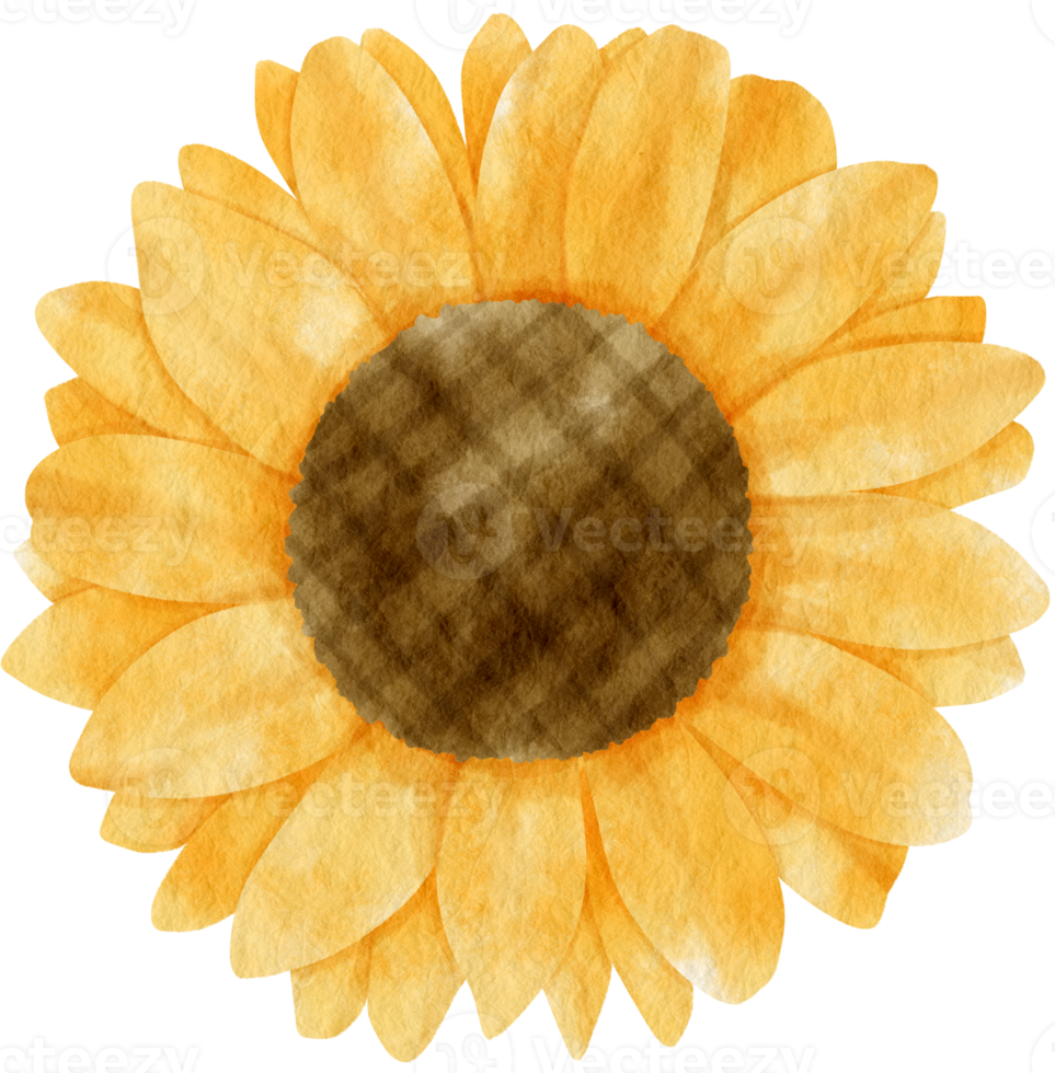 aquarelle fleur jaune peinte pour élément décoratif png