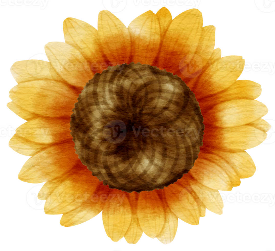 Sunflower flora watercolor style for Decorative Element png