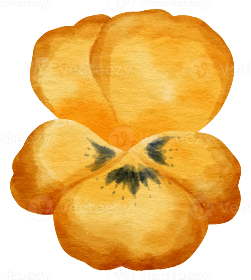 Yellow Pansy flower watercolor style for Decorative Element png