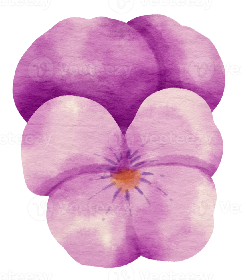 style aquarelle de fleur de pensée pourpre pour élément décoratif png