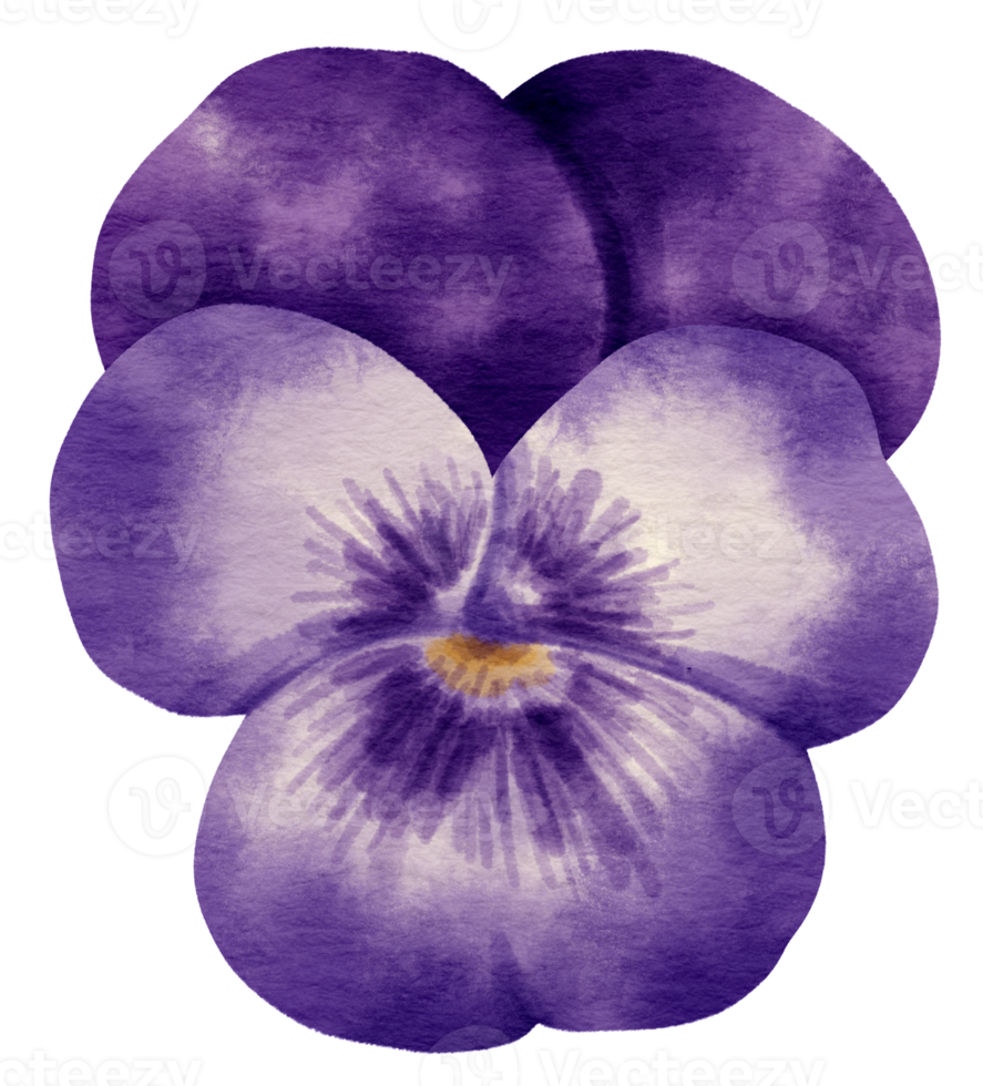 Purple Pansy flower watercolor style for Decorative Element png