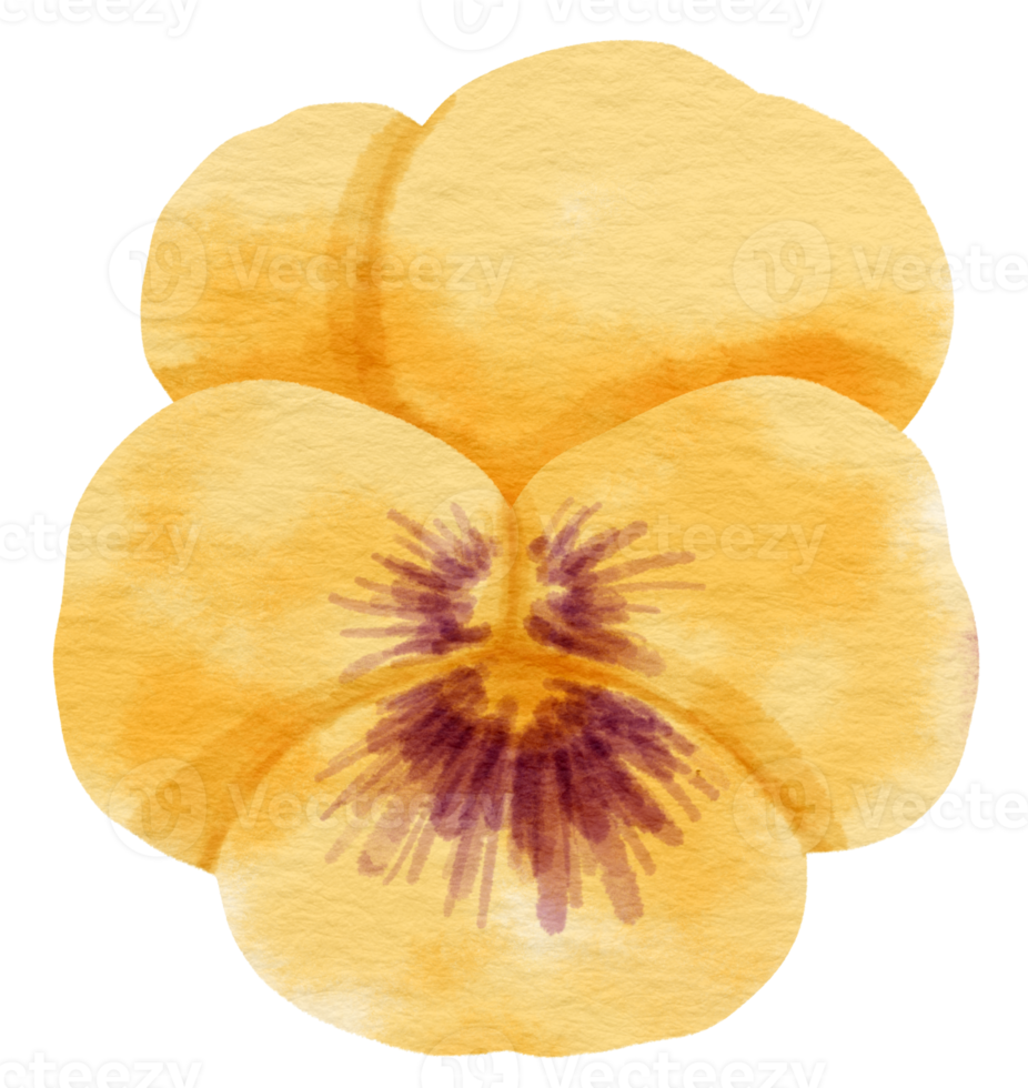 gelber stiefmütterchenblumen-aquarellstil für dekoratives element png