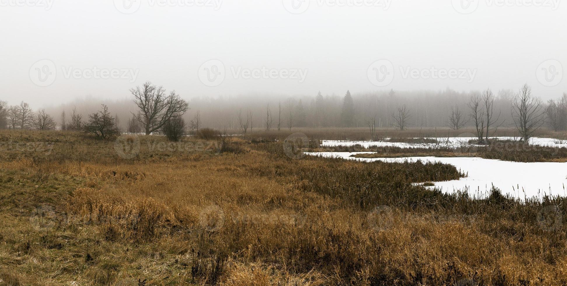 winter landscape, bog photo