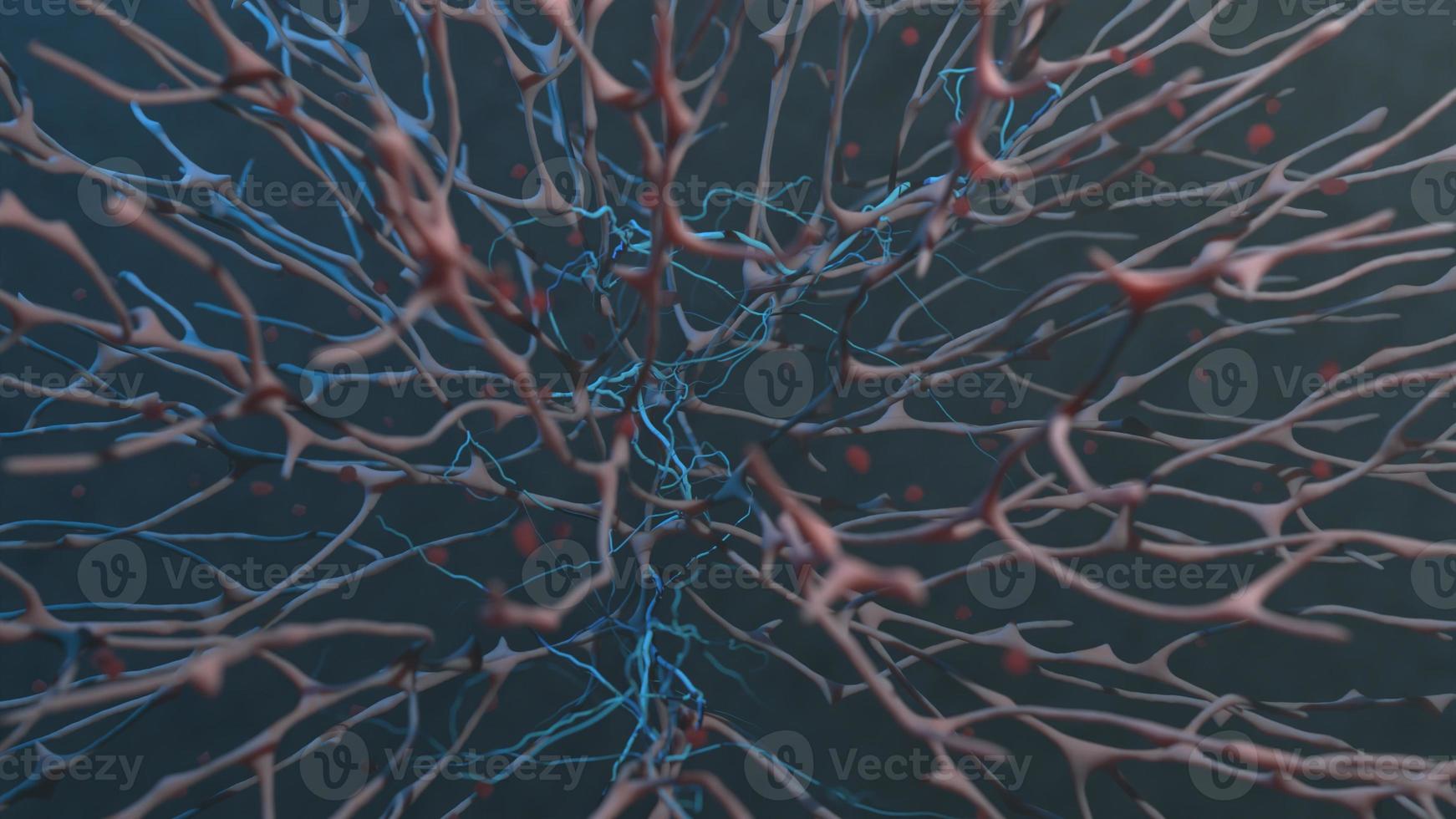 circulatory system macro image of organic tissue photo