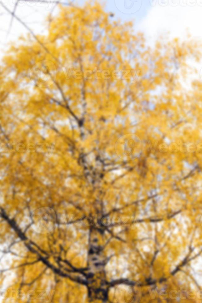 autumn in the park photo