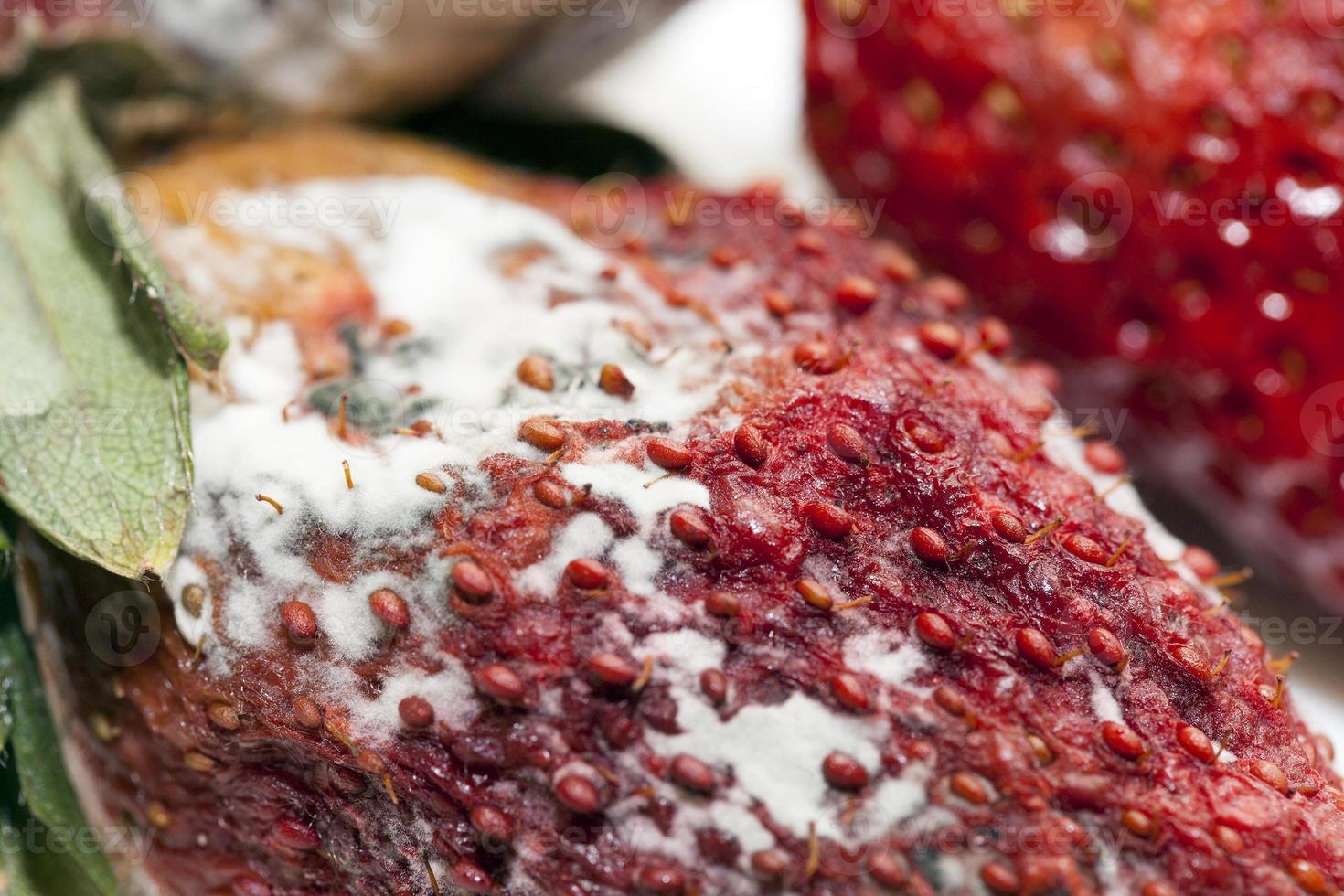 Strawberry with mold photo