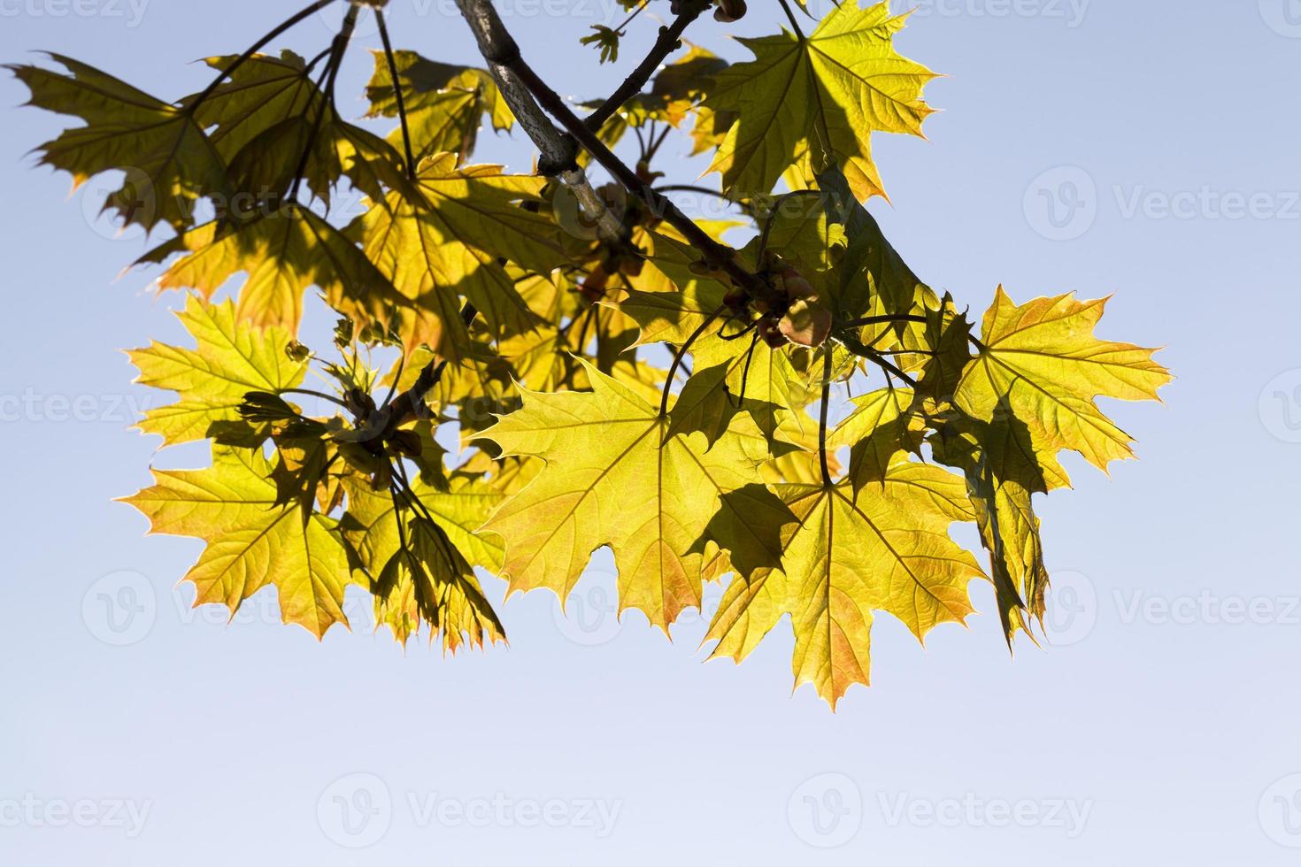 maple leaves, close up photo