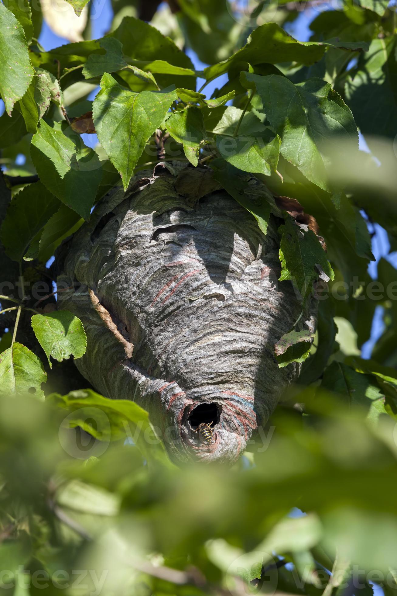 wasp hive made by wasps 9701888 Stock Photo at Vecteezy