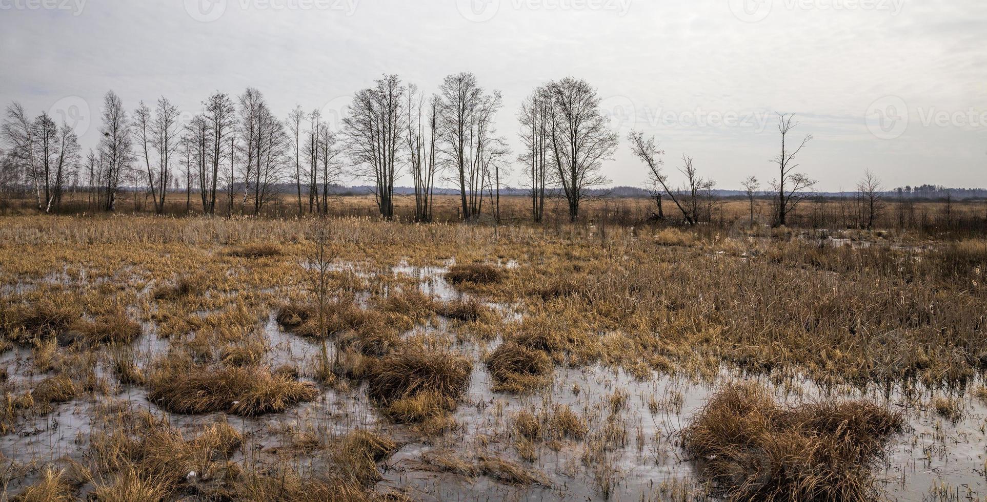 swamp in winter, daytime photo