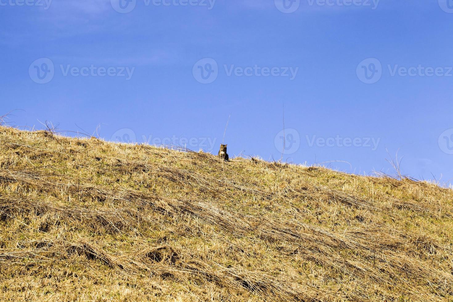 yellow dry grass photo