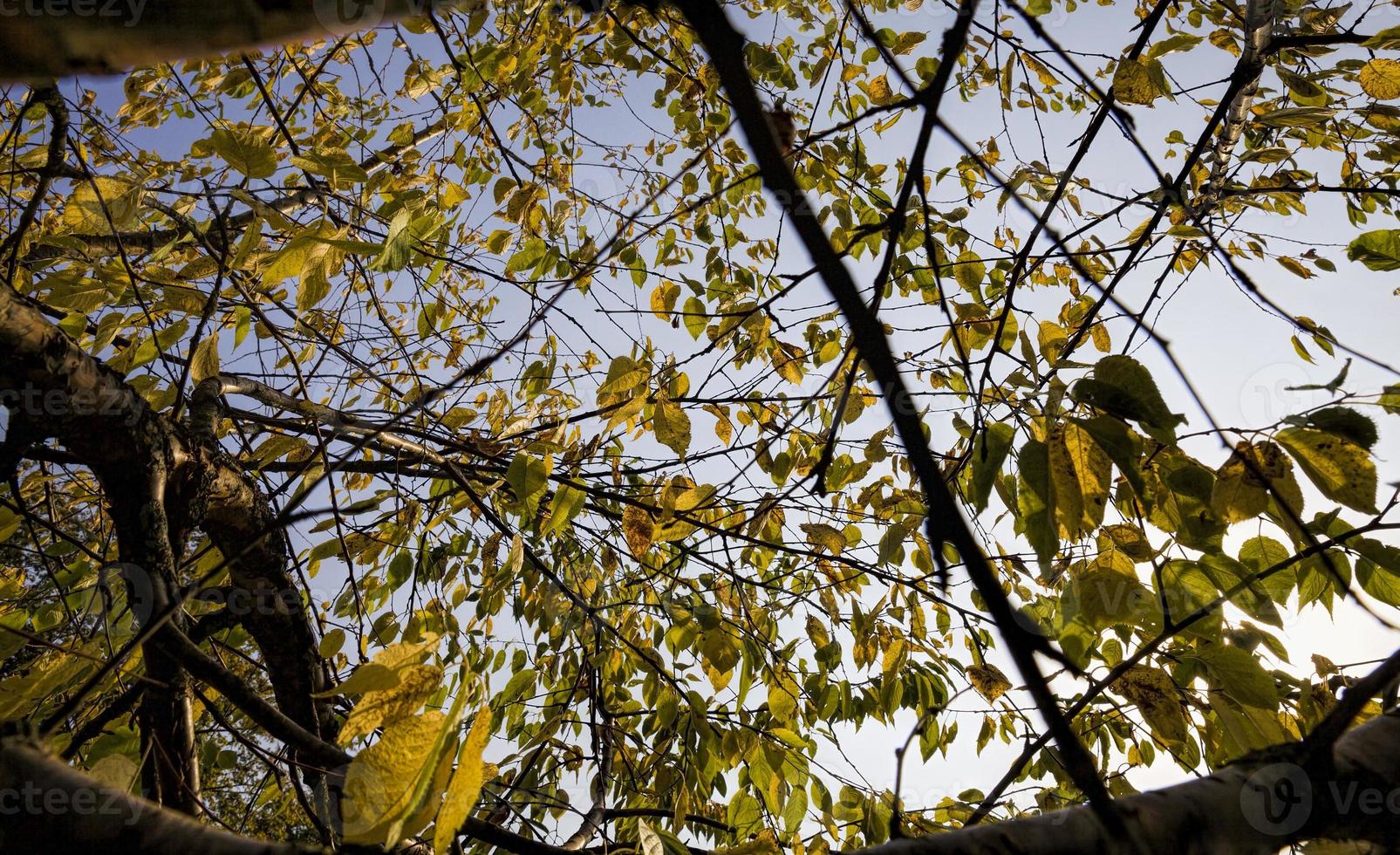 green foliage on the trees in early autumn photo