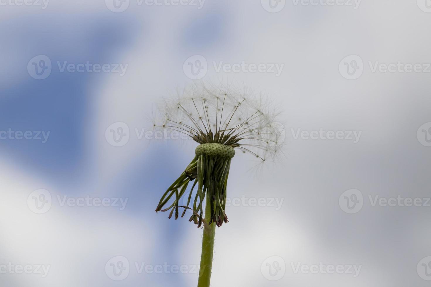 white with seeds dandelion photo