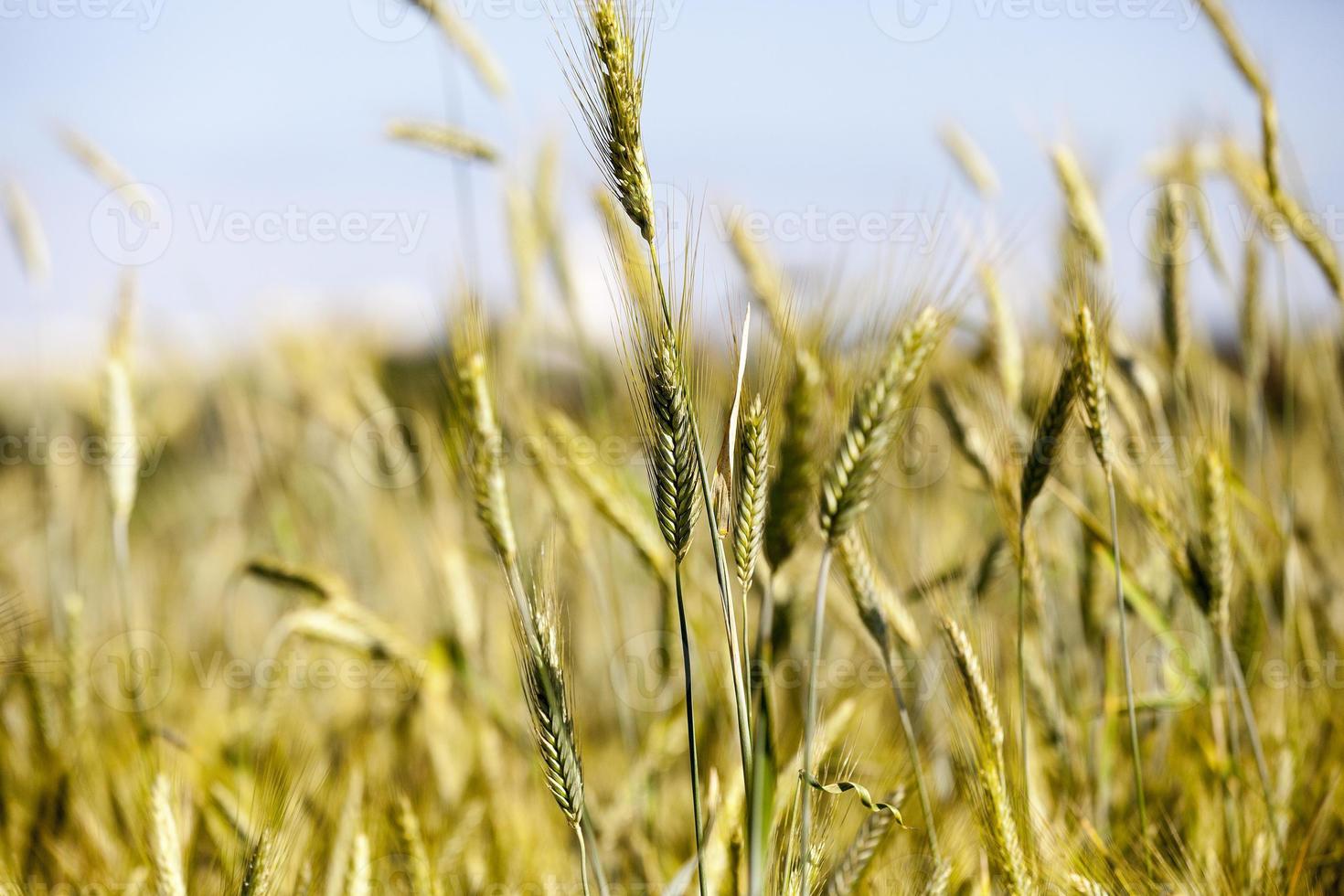 immature green grass photo