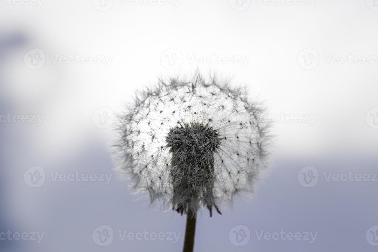white with seeds dandelion photo