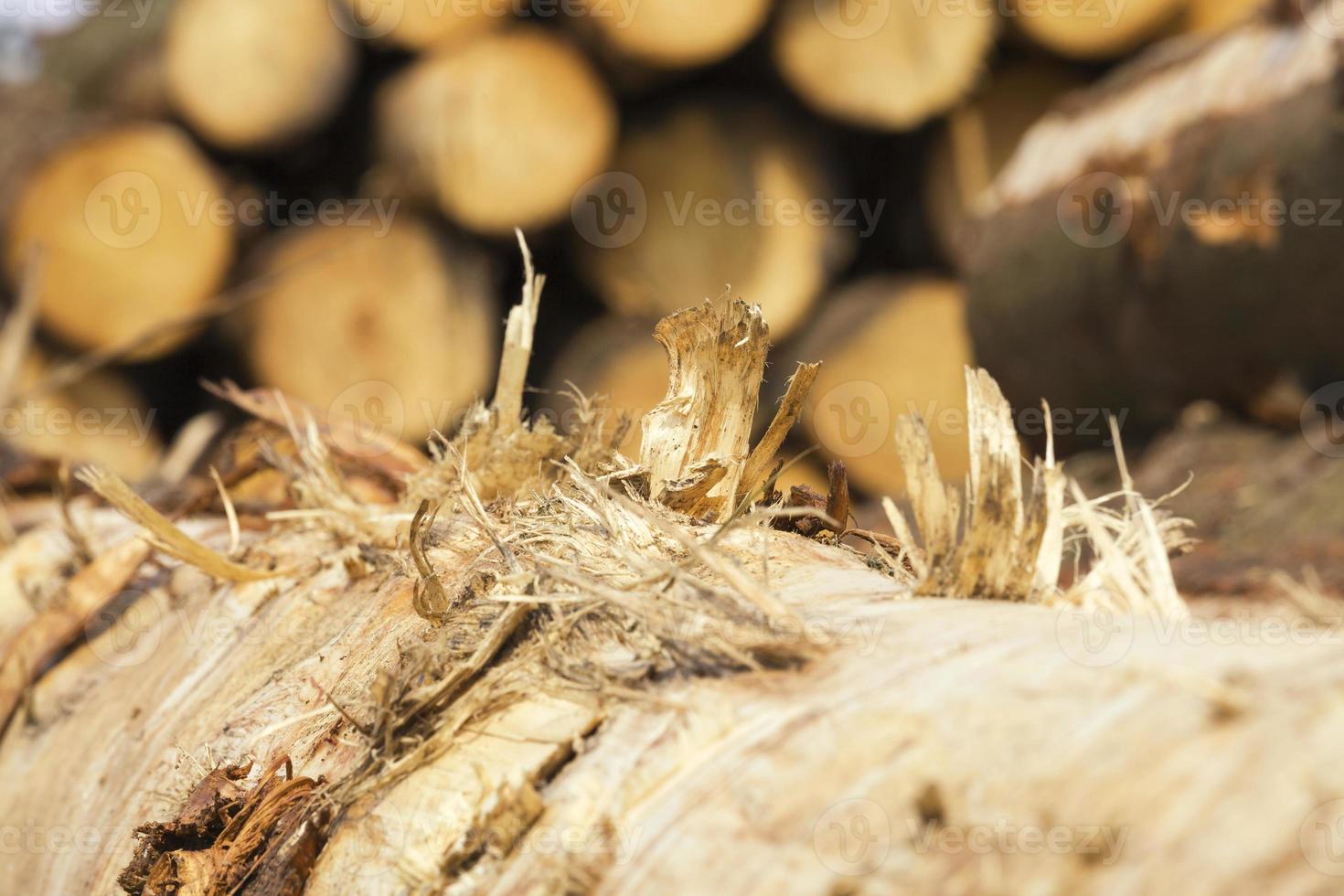 harvesting pine logs photo