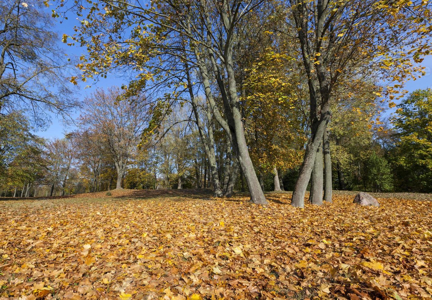 maple leaves, close up photo