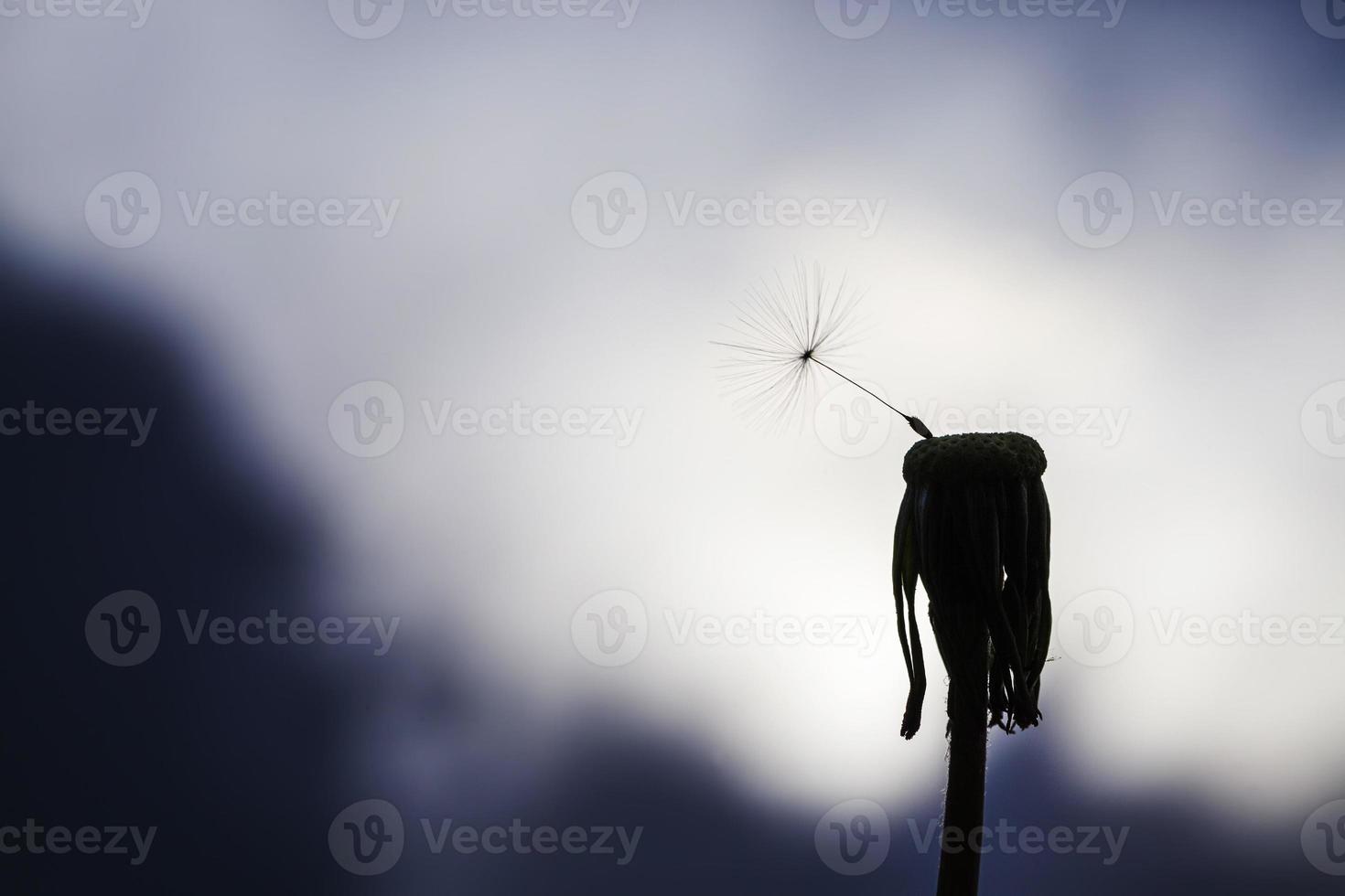 white with seeds dandelion photo