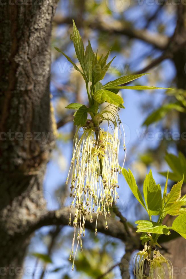 these varieties, close up photo