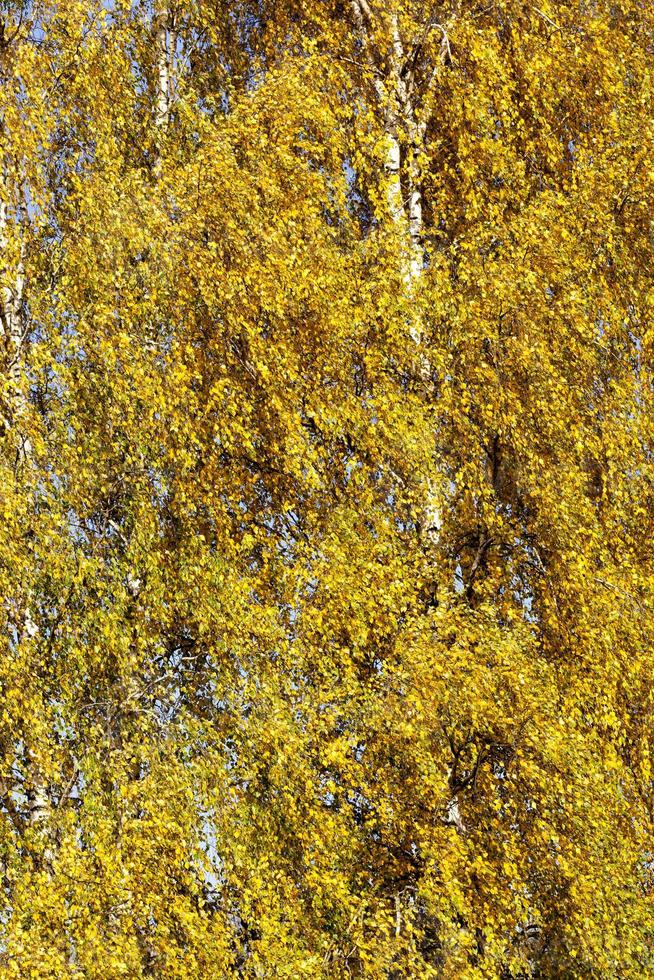 birch foliage, close up photo