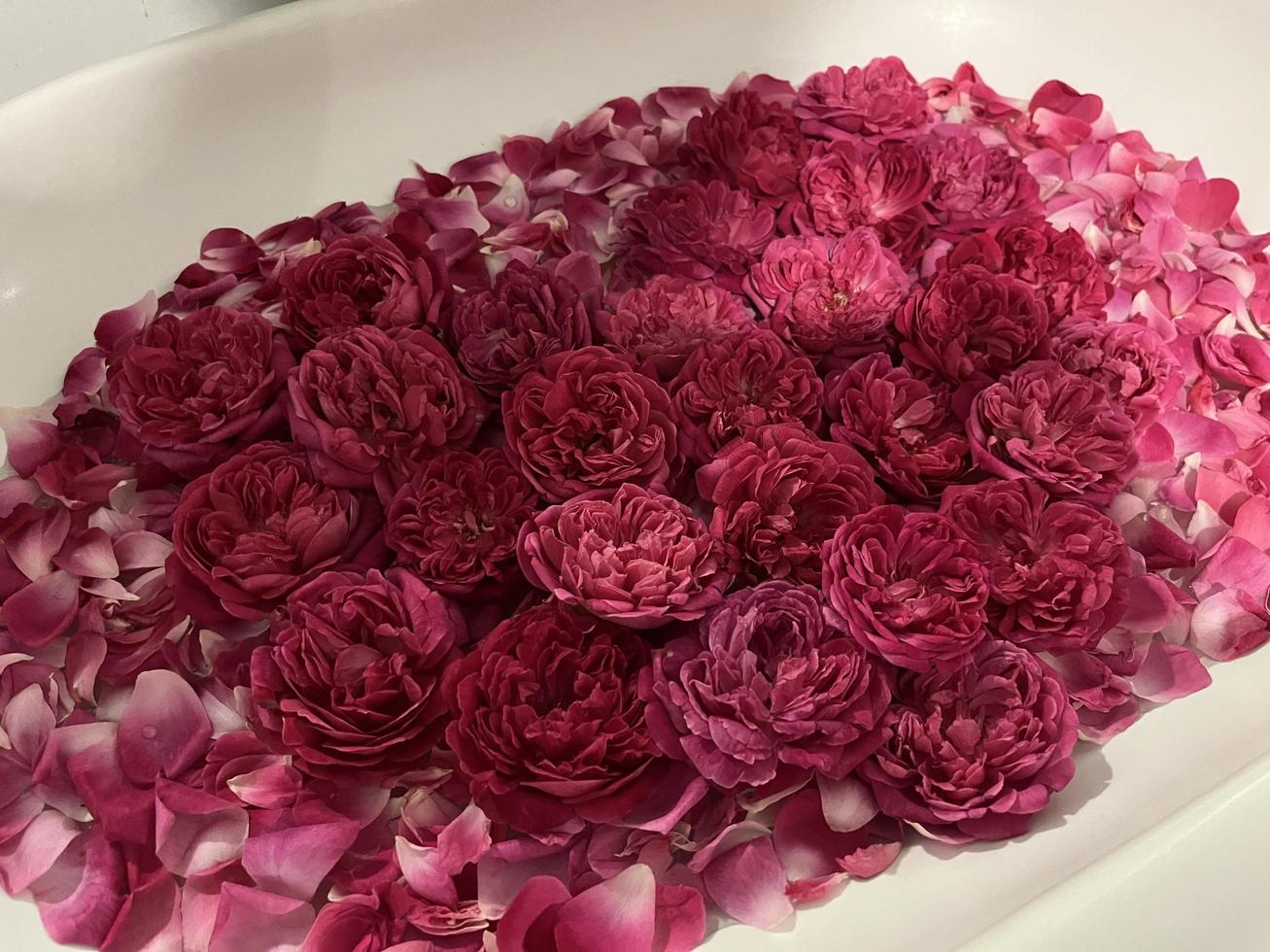 Rose decoration for rooms with a romantic concept. The seductive scent of roses. Roses are neatly arranged and decorated to form a heart. Hotel rooms are prepared for couples going on their honeymoon. photo