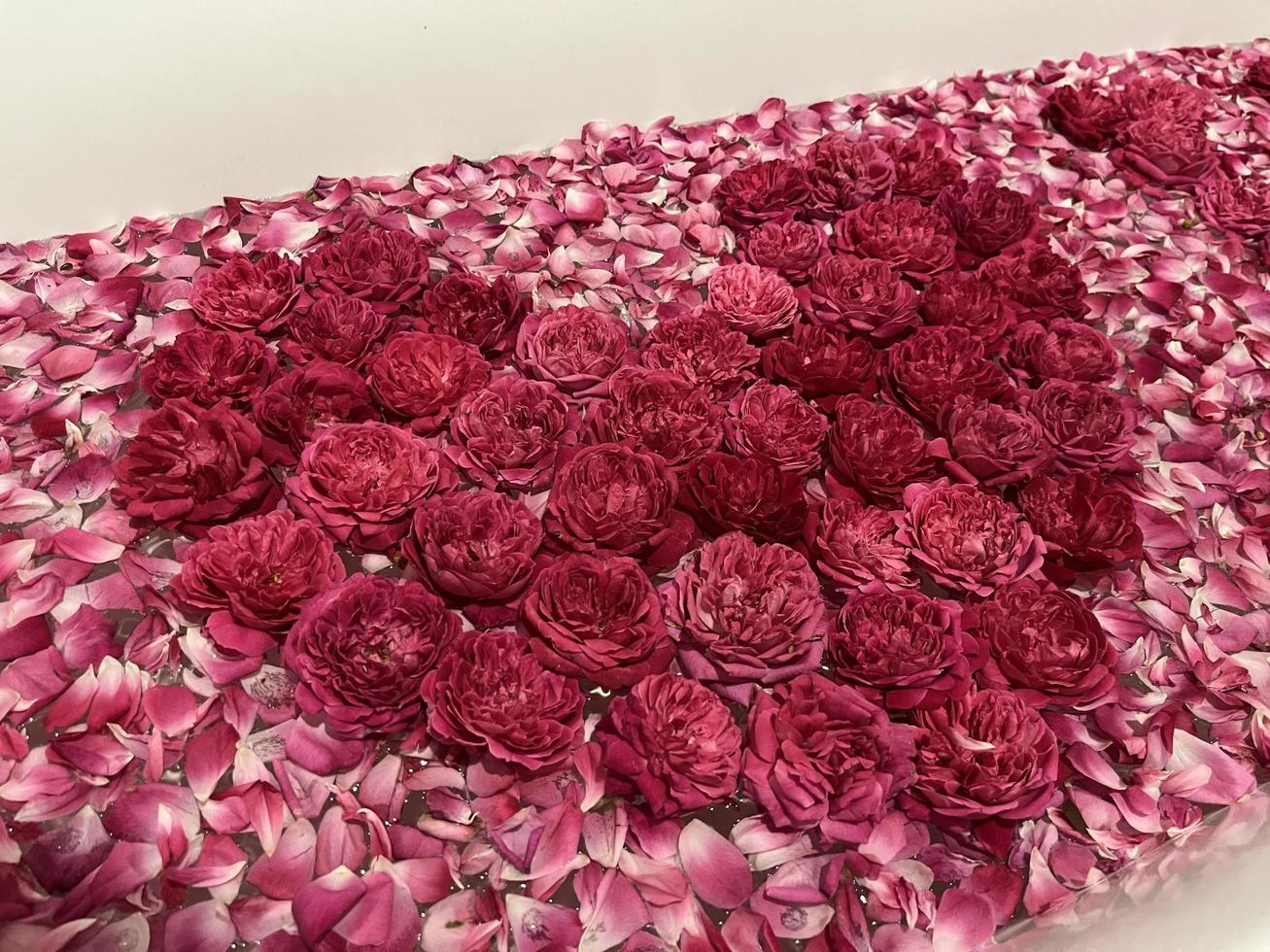 Rose decoration for rooms with a romantic concept. The seductive scent of roses. Roses are neatly arranged and decorated to form a heart. Hotel rooms are prepared for couples going on their honeymoon. photo