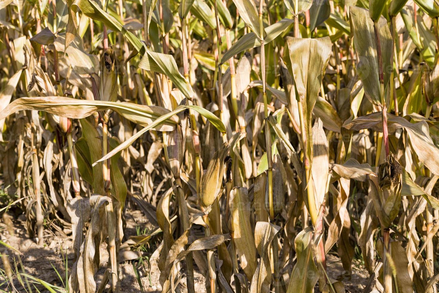 dry dark yellow corn photo