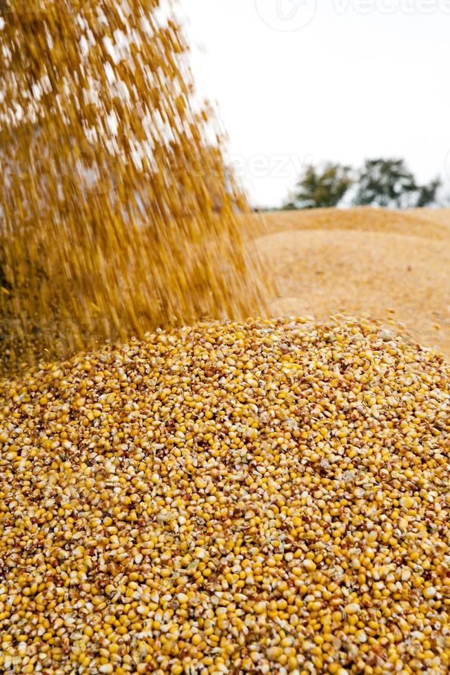 harvesting corn,  harves photo