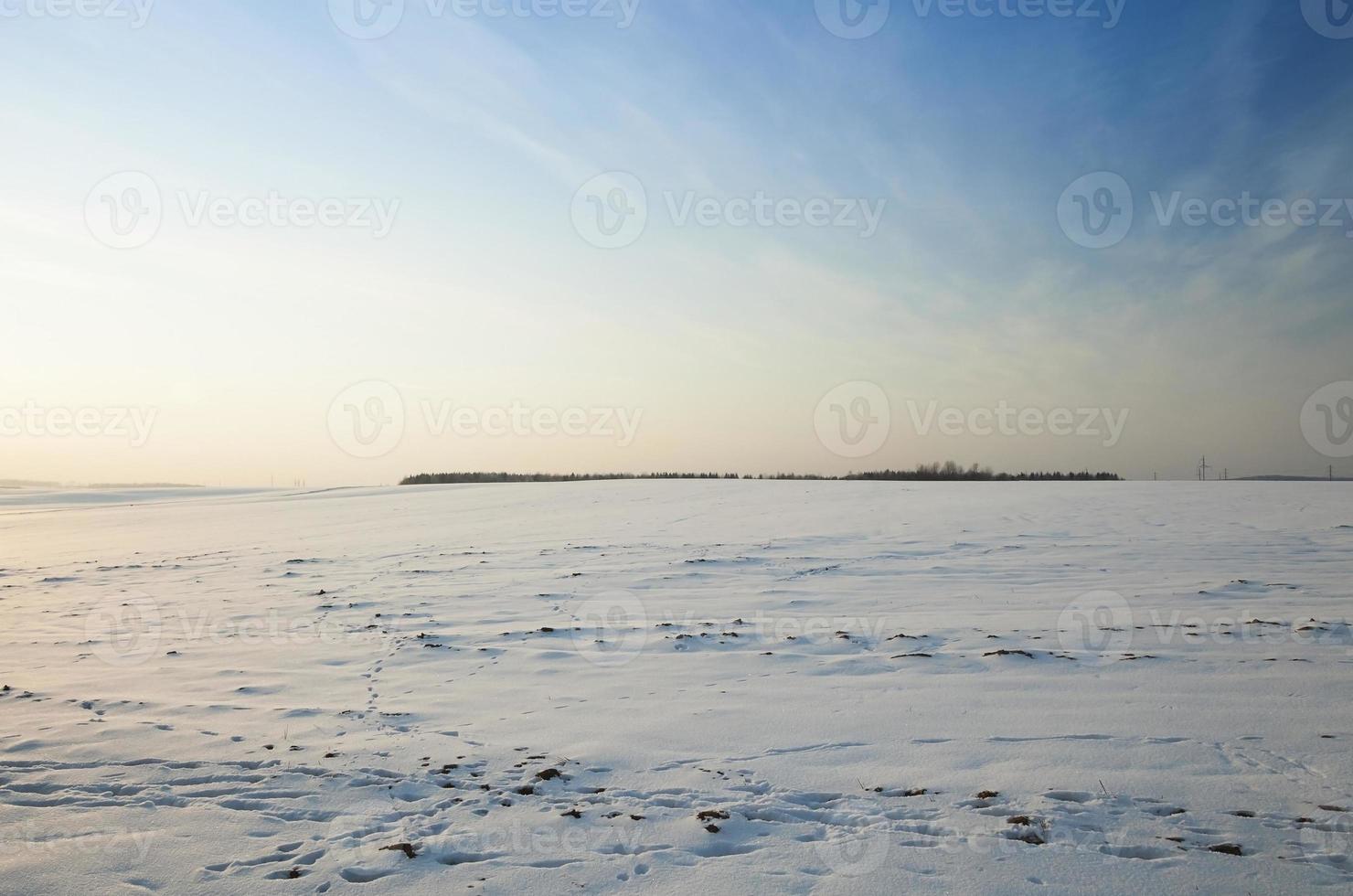 the field covered with snow photo