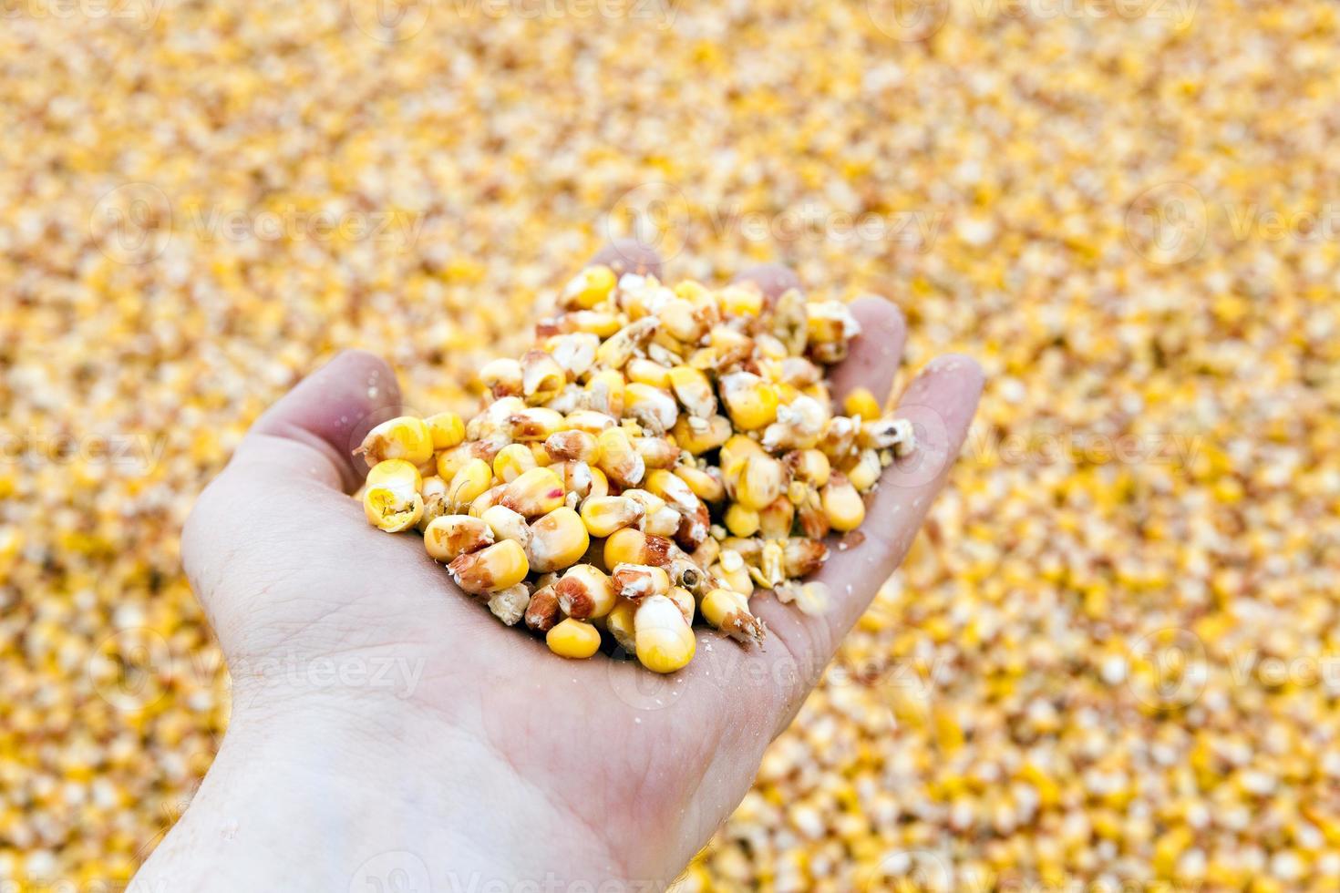 heap of corn photo