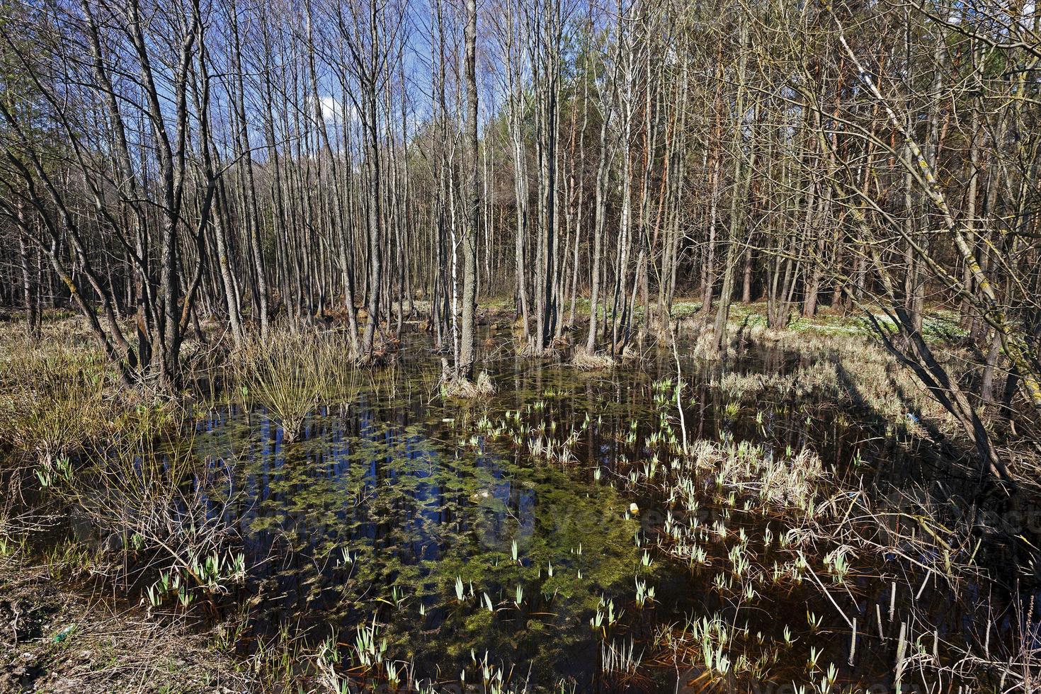 swamp , spring season photo