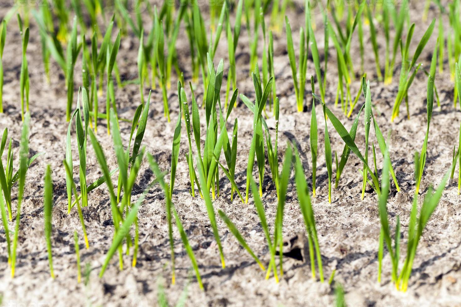 green cereals , spring photo