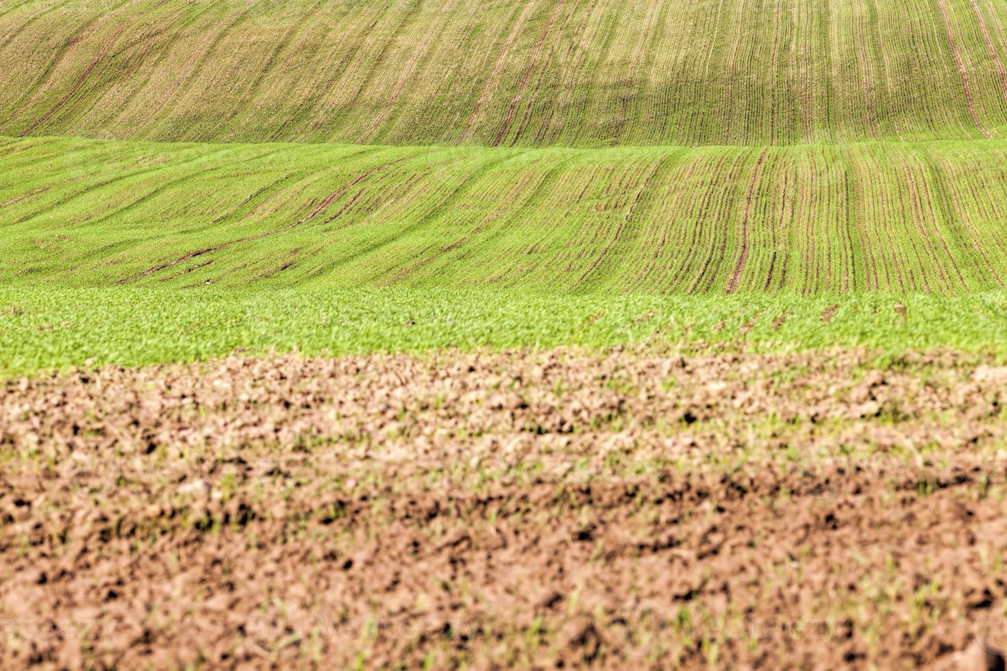 agricultural field in Europe photo