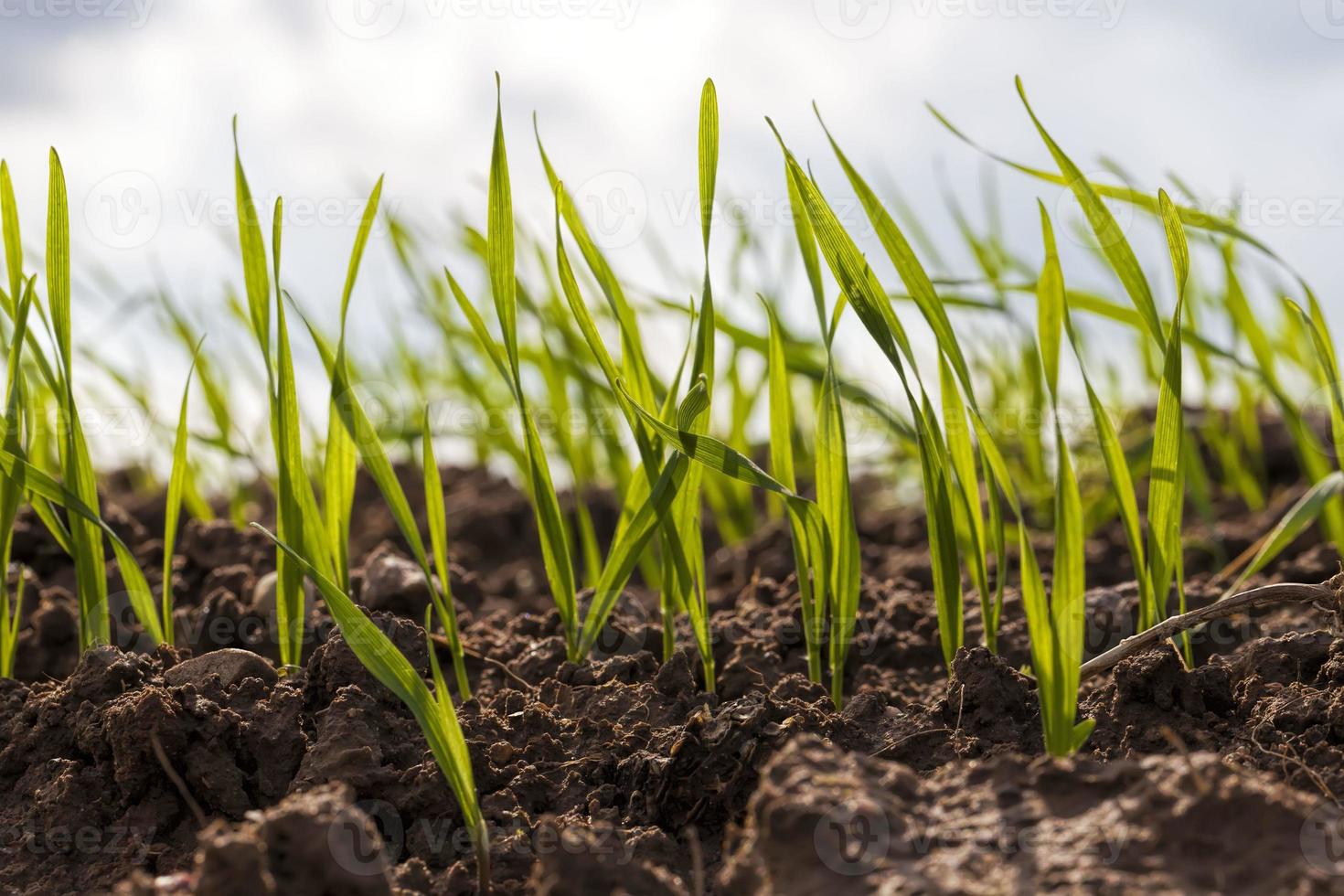 campo agricola en europa foto