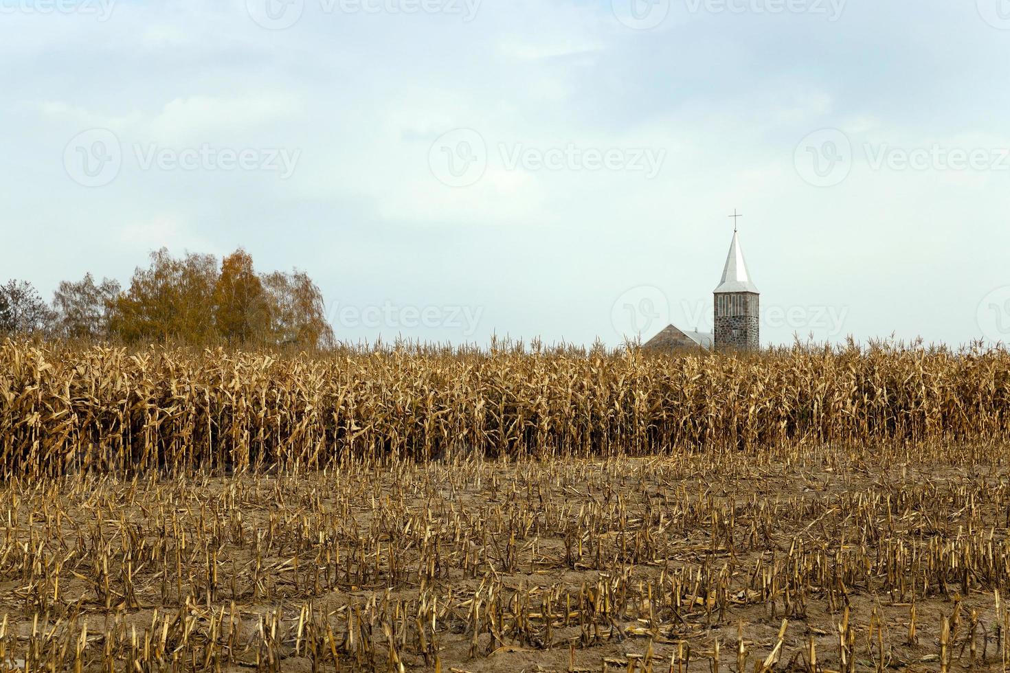 agricultural field with corn photo