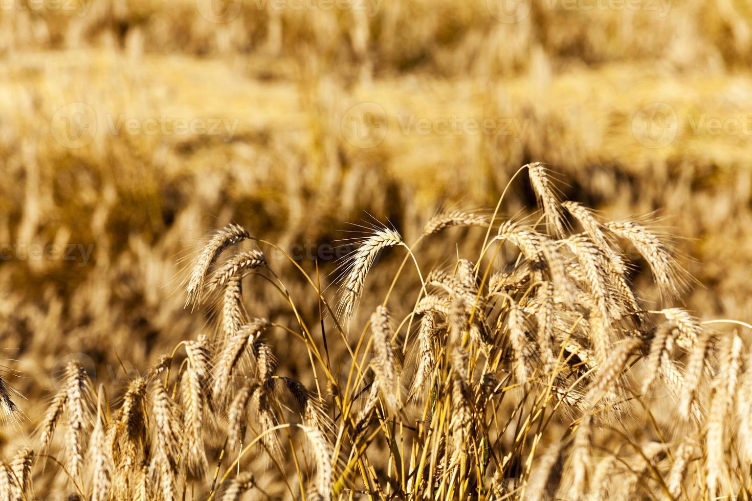 Yellow ripe rye photo