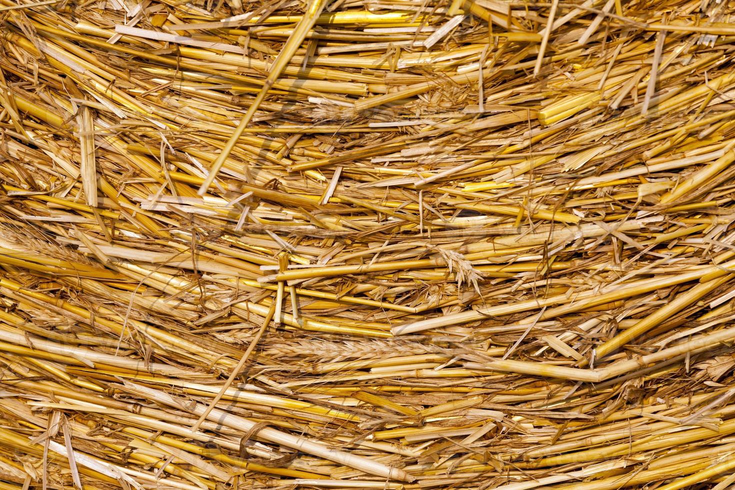 agricultural field with straw stacks photo